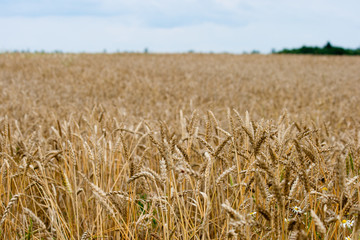 Cornfield