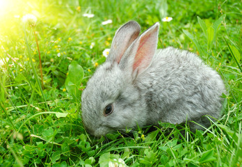Gray rabbit lying in a meadow