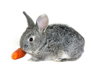 Grey rabbit on white background