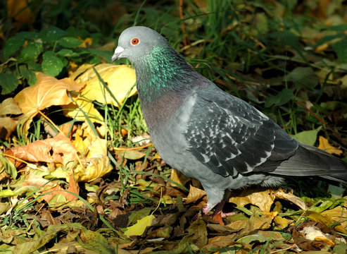Pigeon in the autumn park