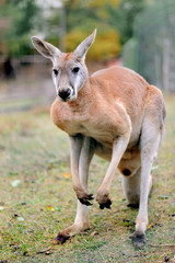 Kangaroo