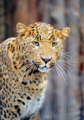 Leopard