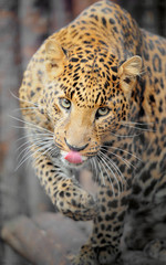 Leopard portrait