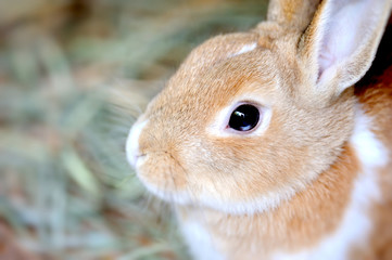 Rabbit