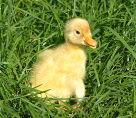 Yellow duckling