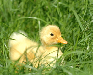 Yellow duckling