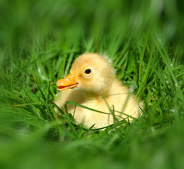 Yellow duckling