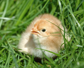 Fototapeta premium Chicken