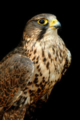 Beautiful falcon