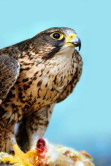 Falcon