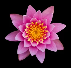 Fotobehang Lotusbloem Roze lotus op een zwarte achtergrond.