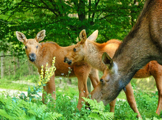 Elk family