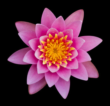 Fototapeta Pink lotus on a black background.