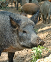 Wild boar