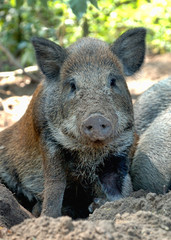 Wild boar