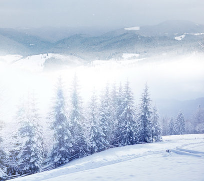 Fototapeta Beautiful winter landscape with snow covered trees
