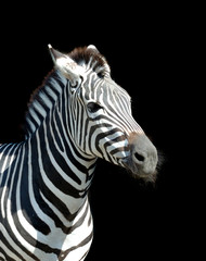 Fototapeta na wymiar Zebra