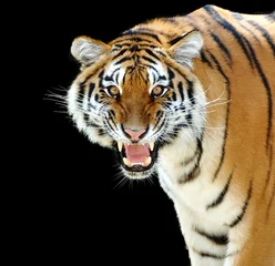 Cercles muraux Tigre tigre