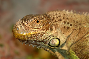 Iguana