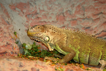 Iguana