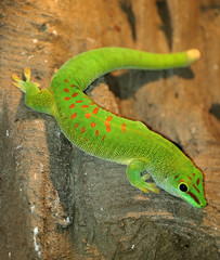 Green gecko lizard