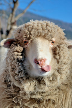 Funny sheep portrait
