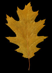 Herbarium isolated on black background