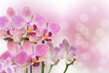 Naklejka na ściany i meble Orchid kwiat