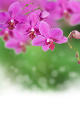 Naklejka na ściany i meble pink orchid background