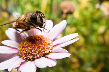 Bee