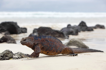 Galapagos marine Iguana