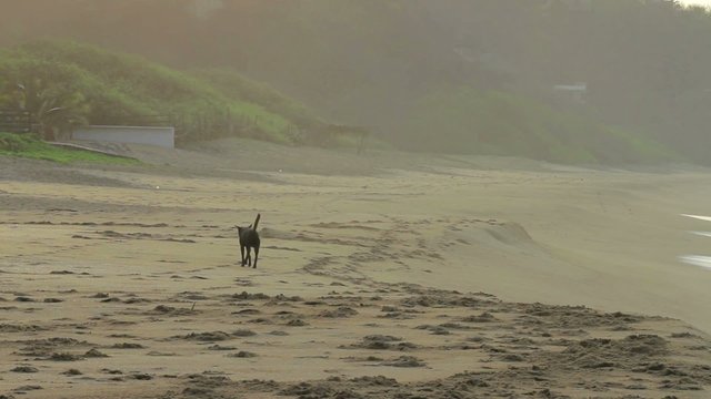 Dag alone on the beach