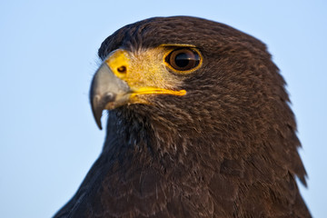Harris Hawk