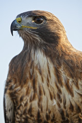 Zeus