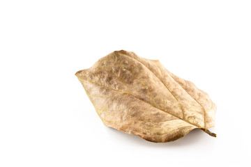 Dry leaves