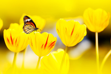 A tulip with butterflies