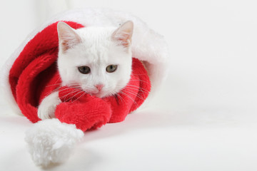 kitty cat playing with red santa hat