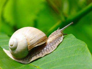 snail