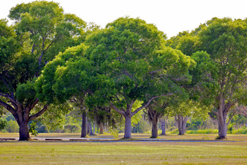 Fototapeta na wymiar Florida Everglades Trees