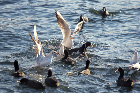 many seagulls attack flock of pochards