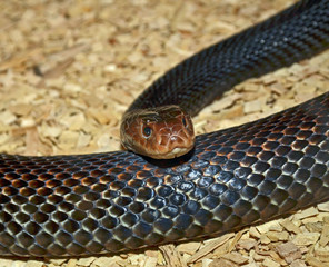 Fototapeta premium Snake