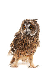 long-eared owl isolated on white background