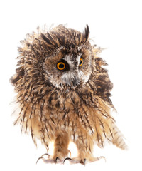 Obraz premium owl isolated on white background