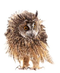 Crédence de cuisine en verre imprimé Hibou owl isolated on white background