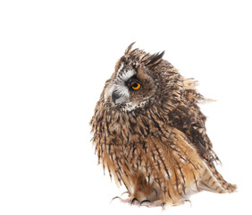 owl isolated on white background