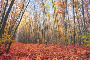 Obraz premium high oak trees with last yellow leaves