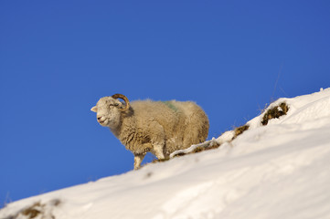 sheep in snow with blue sky