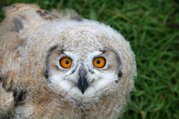 Eagle owl chick