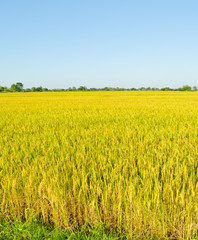 landscape of golden rice field in Thailand