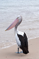 Lonly Pelican